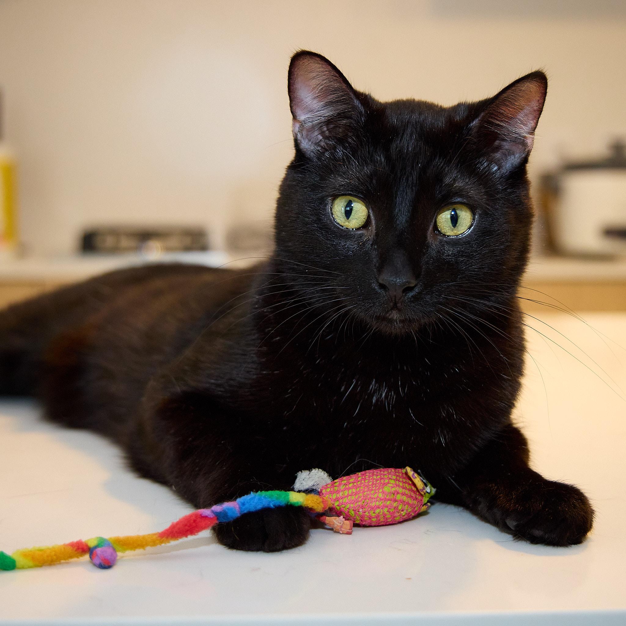 Swiss, an adoptable Domestic Short Hair in Calgary, AB, T2E 3Z7 | Photo Image 1
