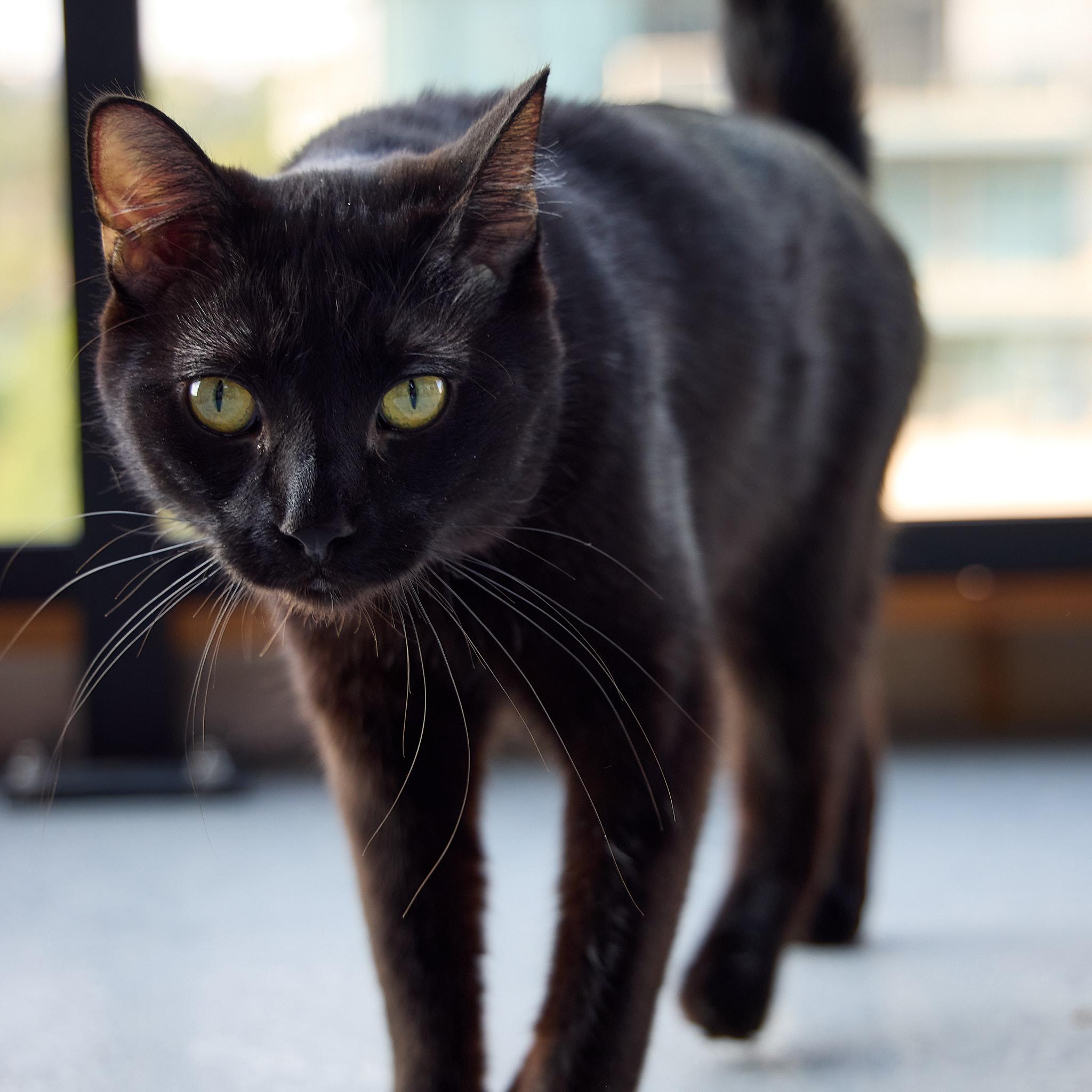 Swiss, an adoptable Domestic Short Hair in Calgary, AB, T2E 3Z7 | Photo Image 2