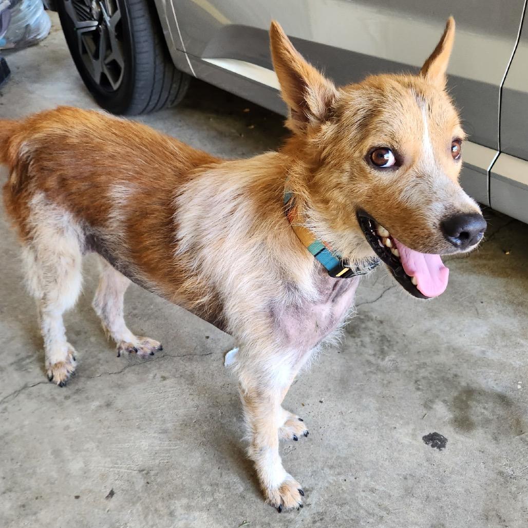 Oz (Formerly Hamilton), Adoptable, Young Male Mixed Breed.