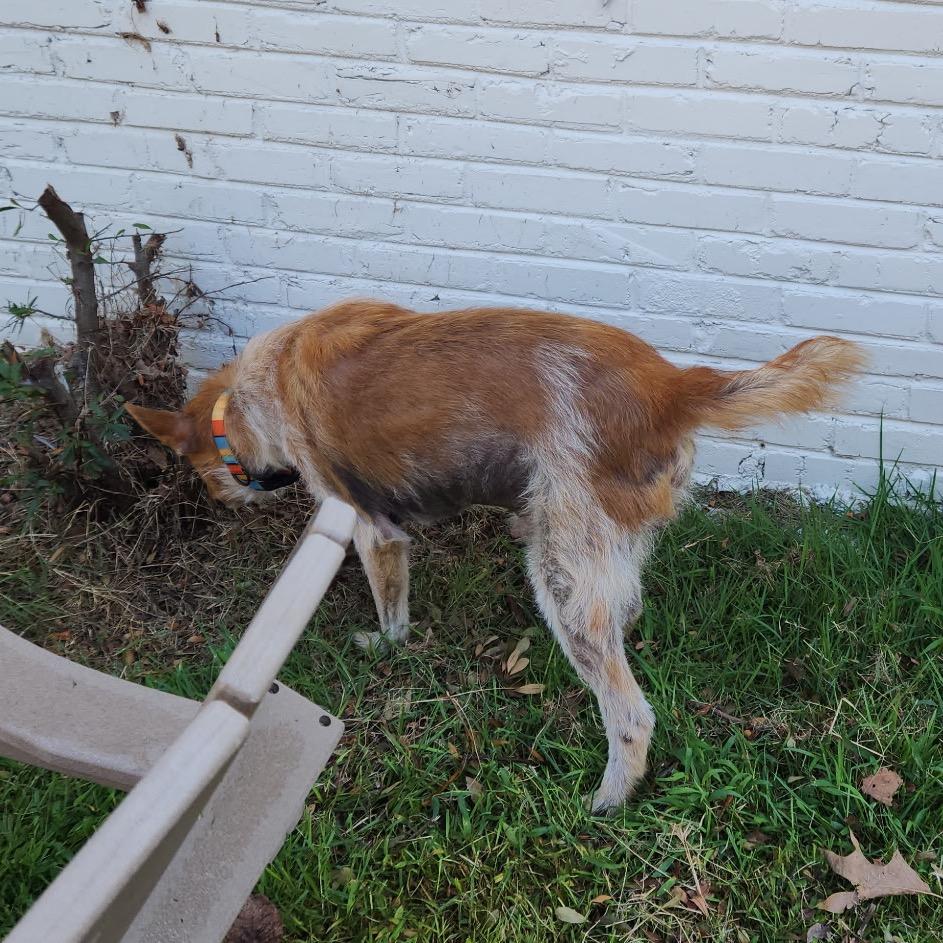 Enlarge Oz (Formerly Hamilton), a Adoptable Mixed Breed in Bartlett, TN image 3/6