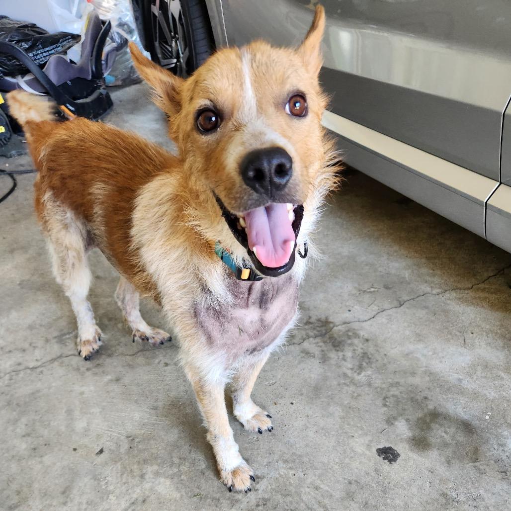 Enlarge Oz (Formerly Hamilton), a Adoptable Mixed Breed in Bartlett, TN image 5/6