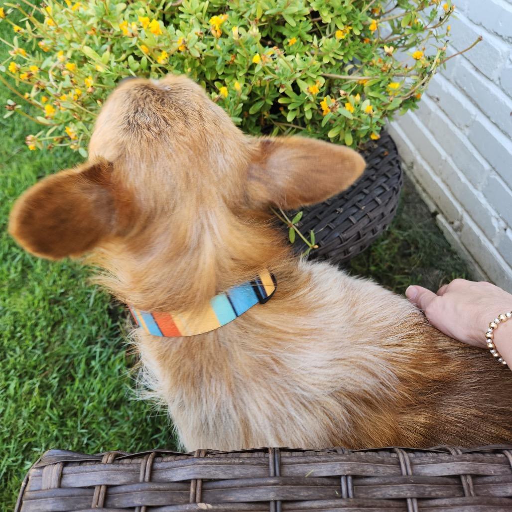 Enlarge Oz (Formerly Hamilton), a Adoptable Mixed Breed in Bartlett, TN image 6/6