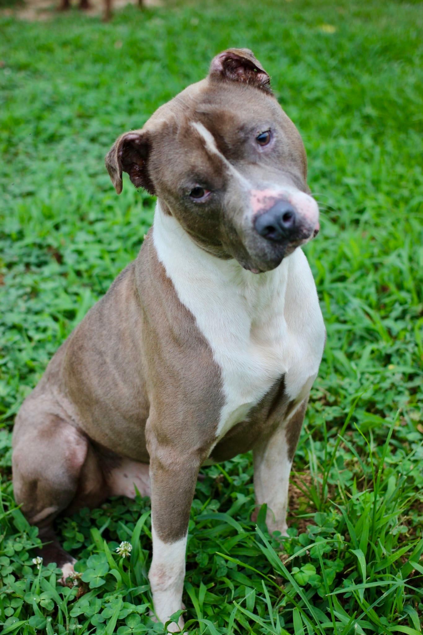 Benji, a Adoptable mixed breed in Saluda, VA image 6/6