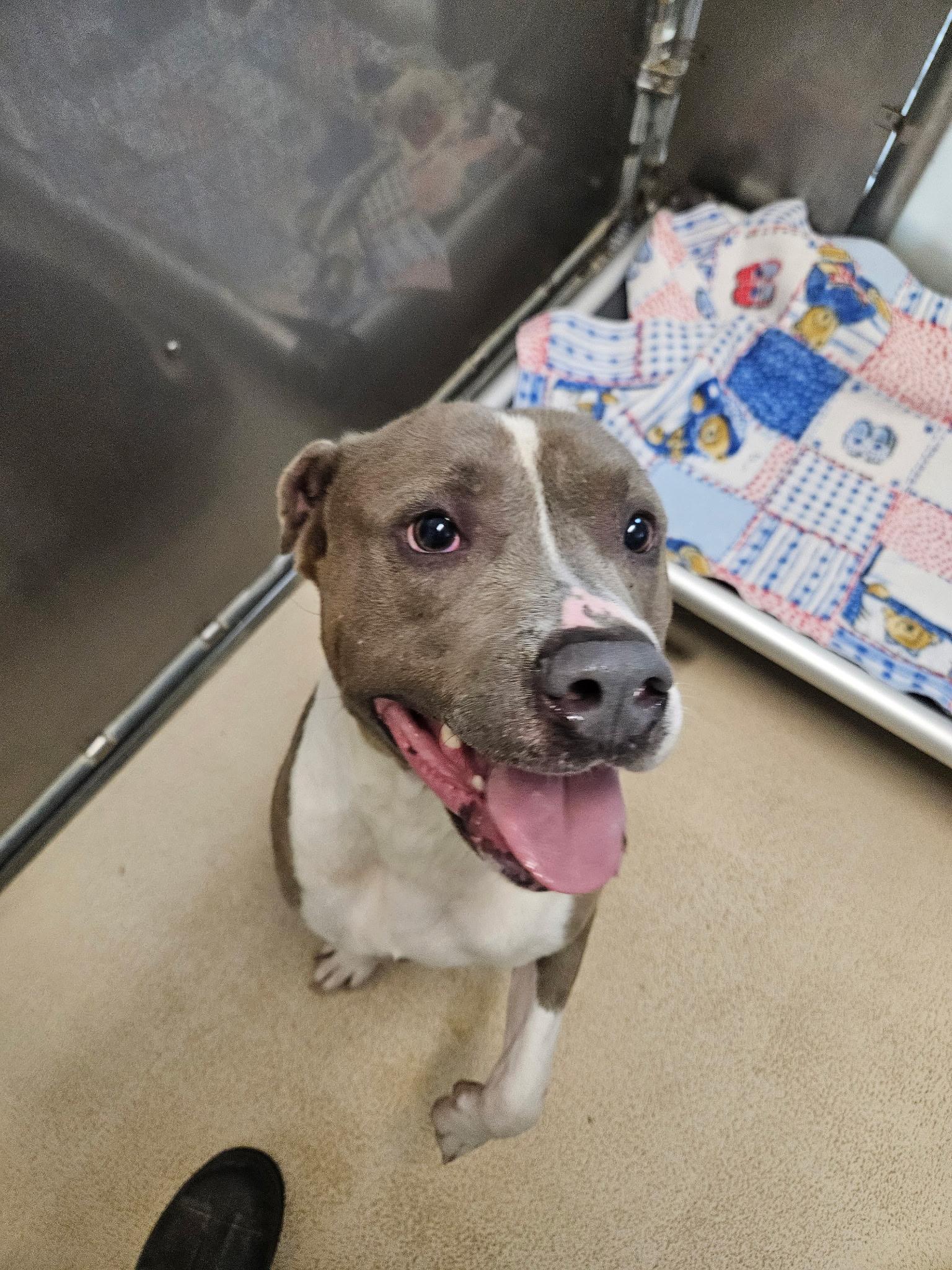 Benji, a Adoptable mixed breed in Saluda, VA image 4/6