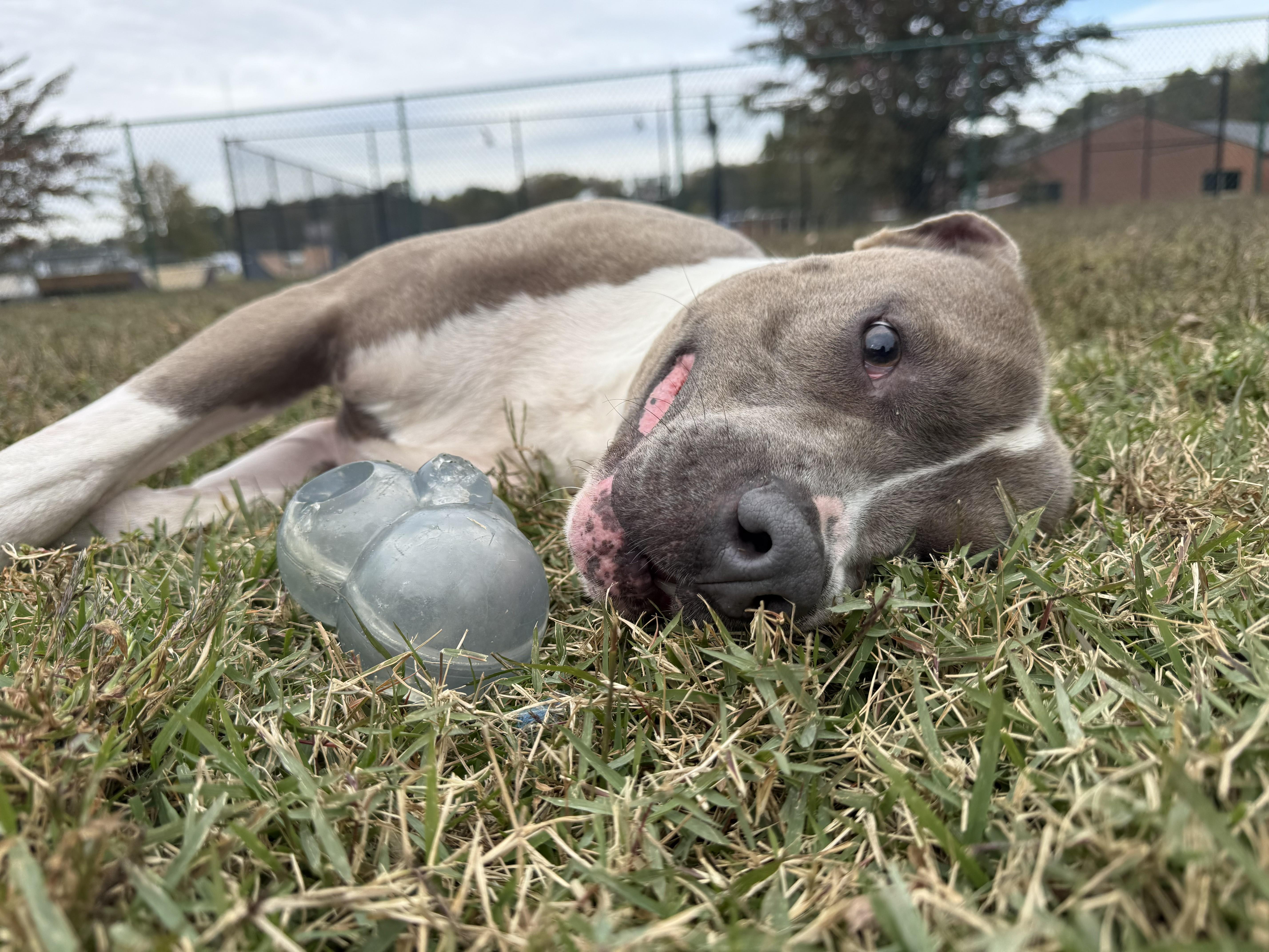 Benji, a Adoptable mixed breed in Saluda, VA image 2/6
