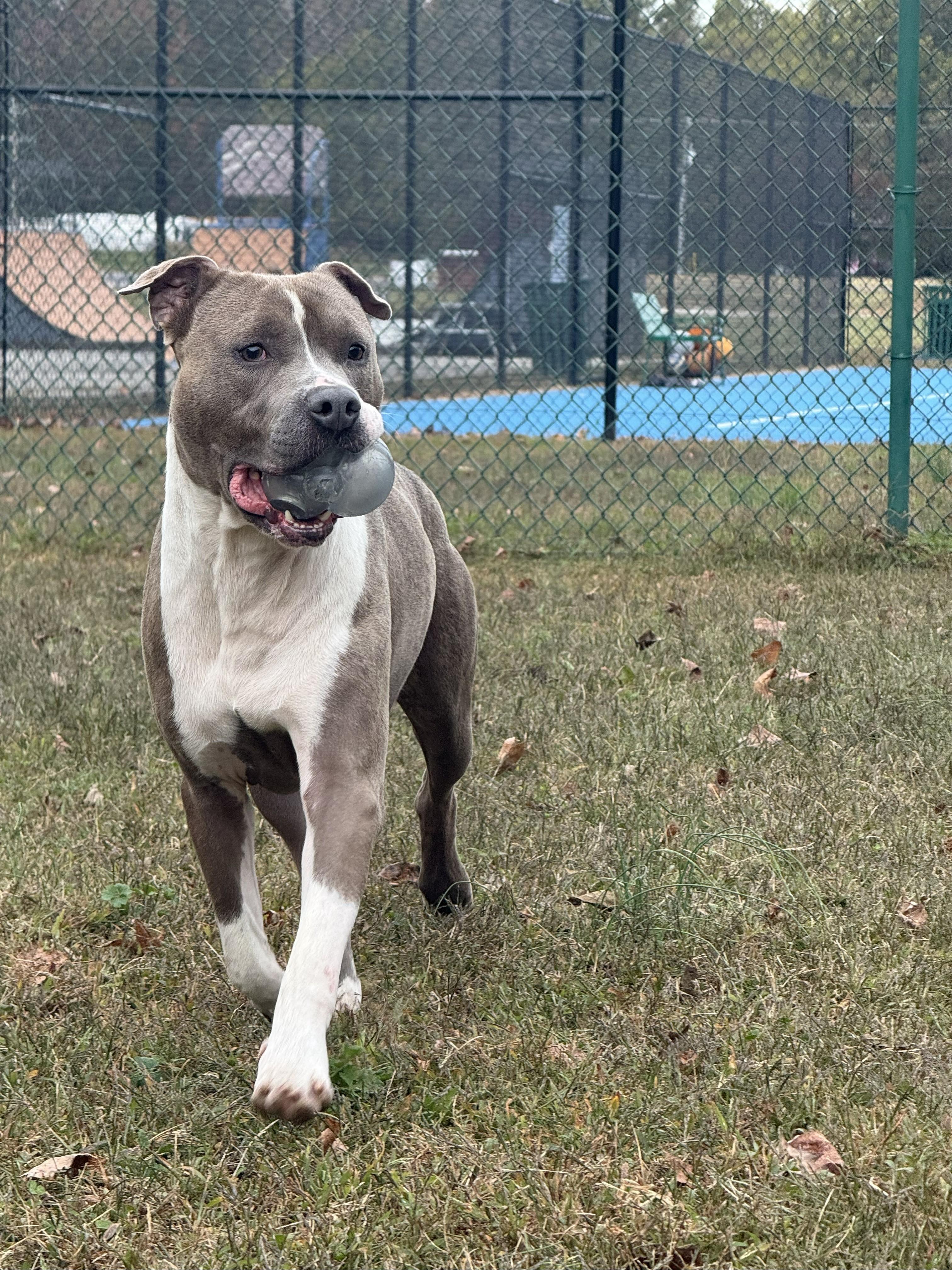 Benji, a Adoptable mixed breed in Saluda, VA image 3/6