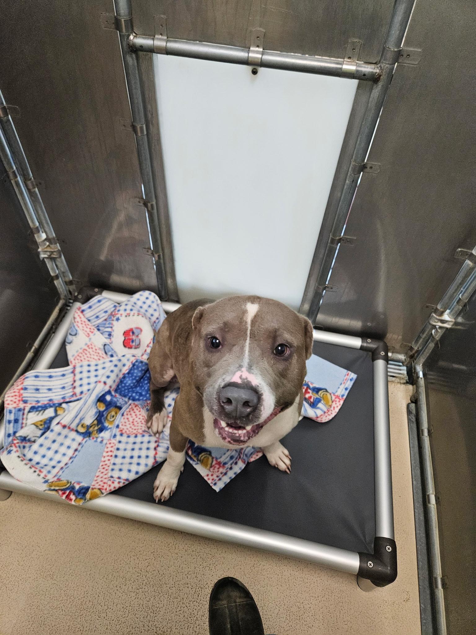 Benji, a Adoptable mixed breed in Saluda, VA image 5/6