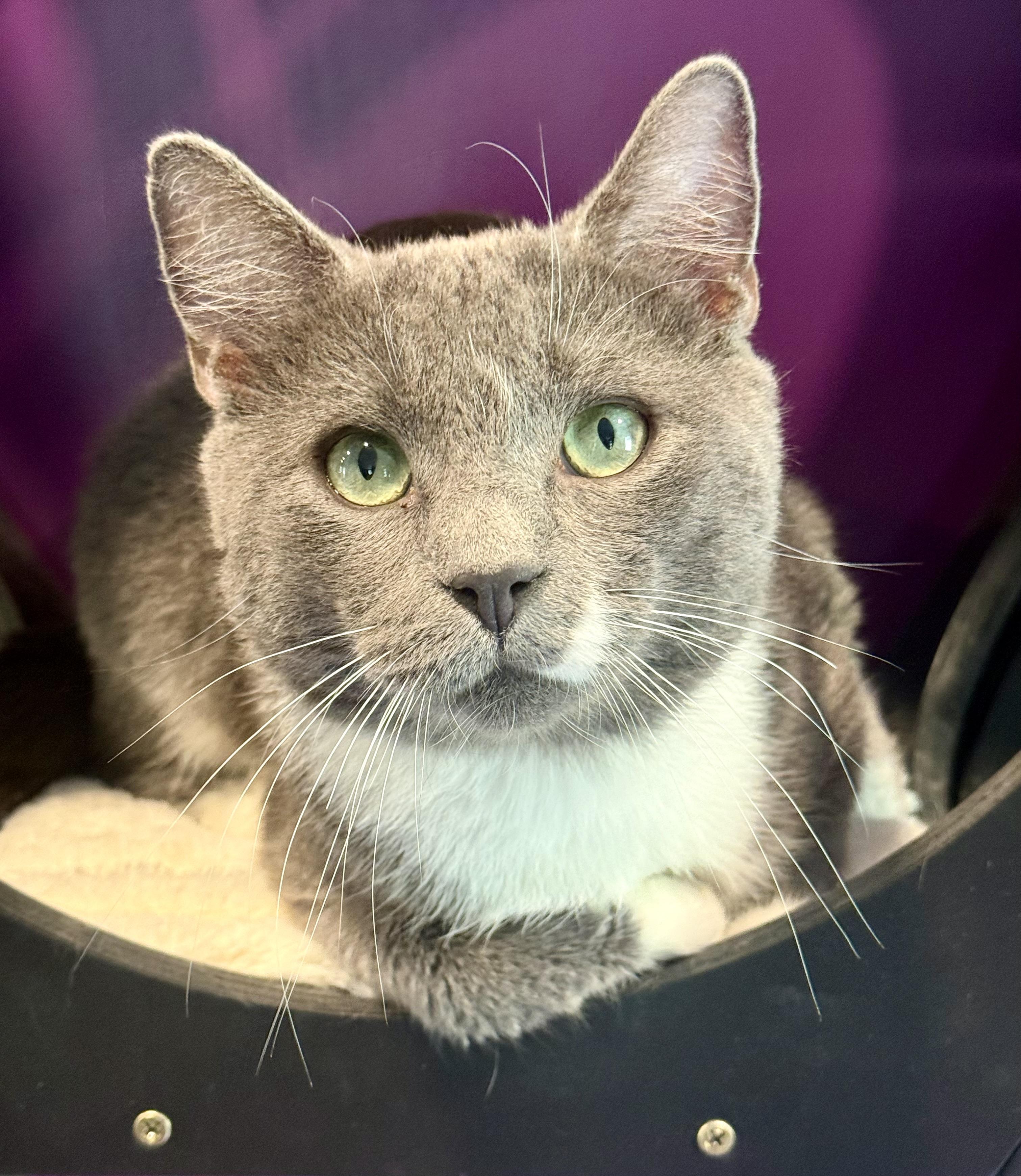 Enlarge Smokie, an adopted Domestic Short Hair in Frewsburg, NY image 1/2