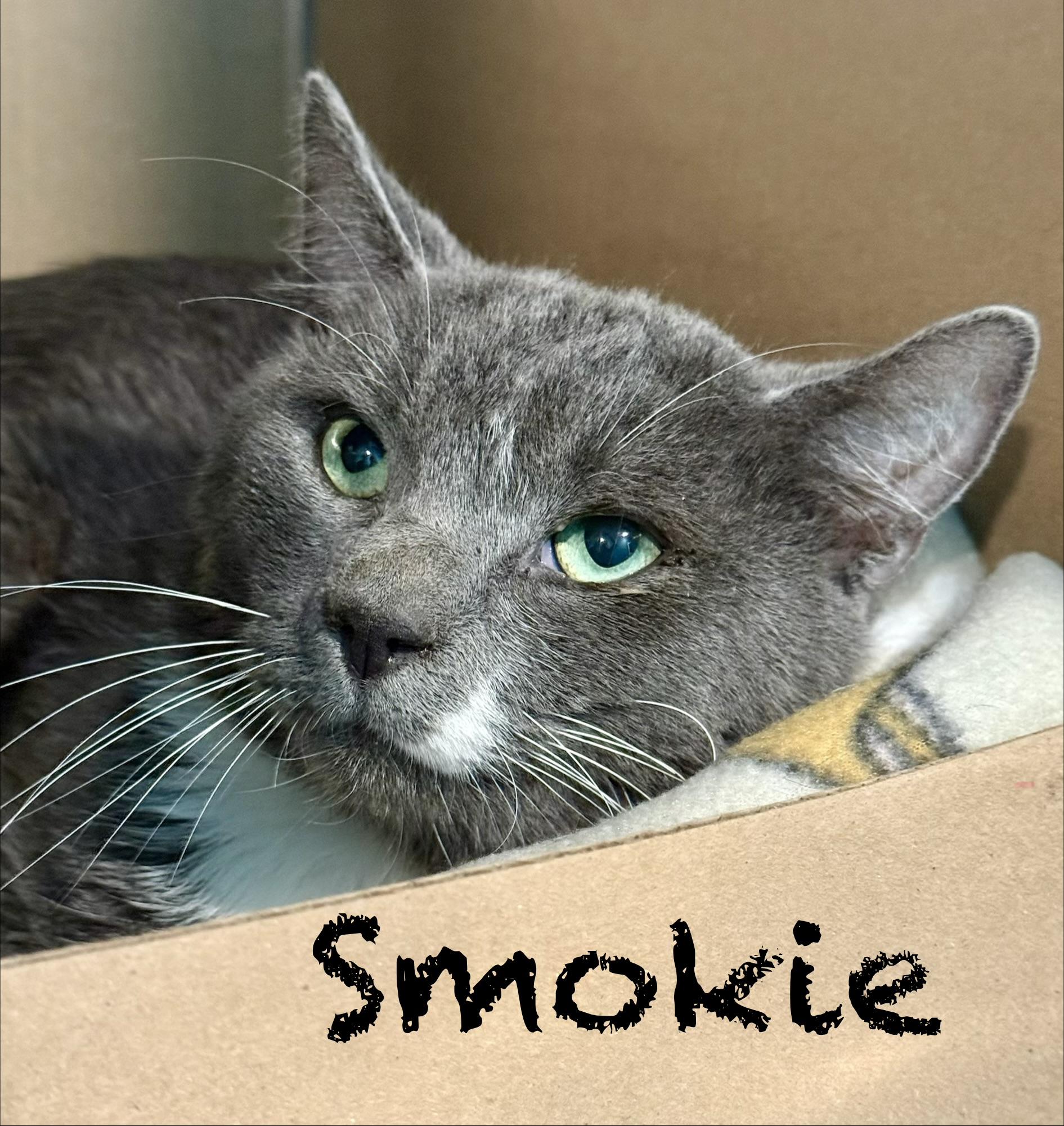 Smokie, ADOPTABLE, Adult Male Domestic Short Hair.