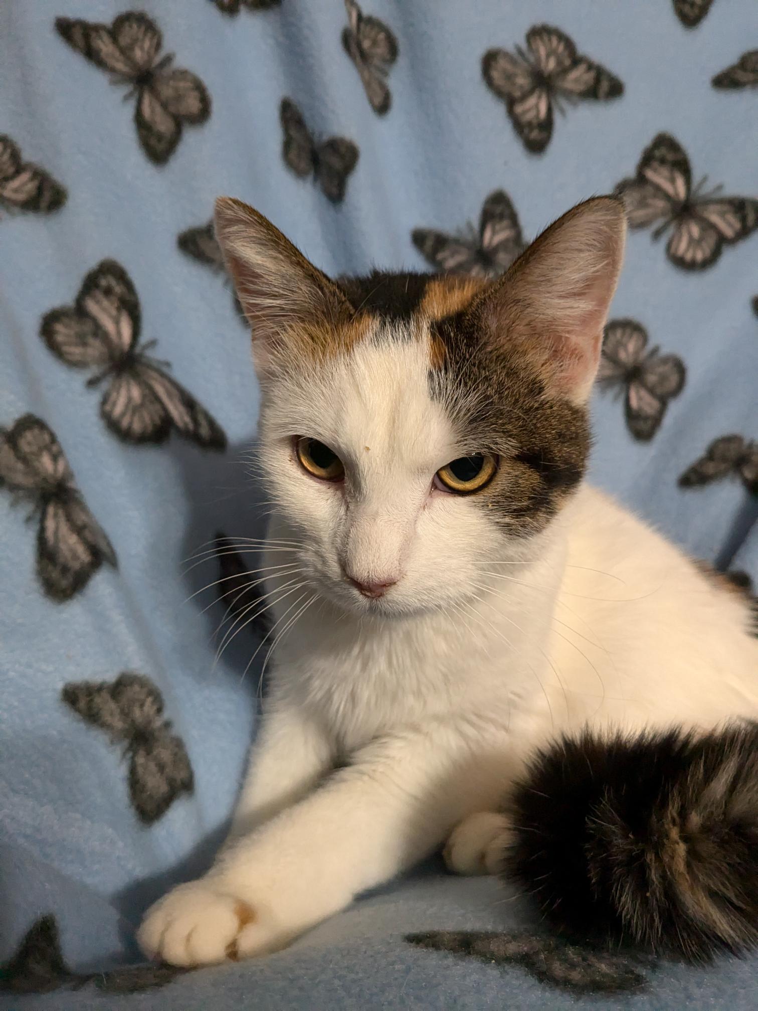 Sugar, Adoptable, Adult Female Domestic Short Hair & Calico.