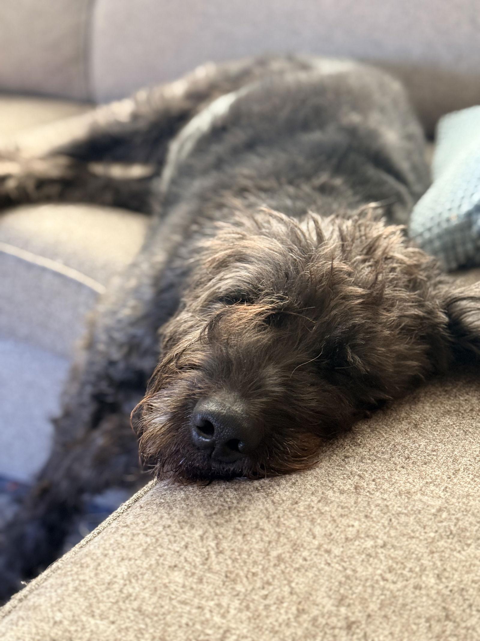 Enlarge Wendell, a Adoptable Poodle in Evergreen, CO image 1/3