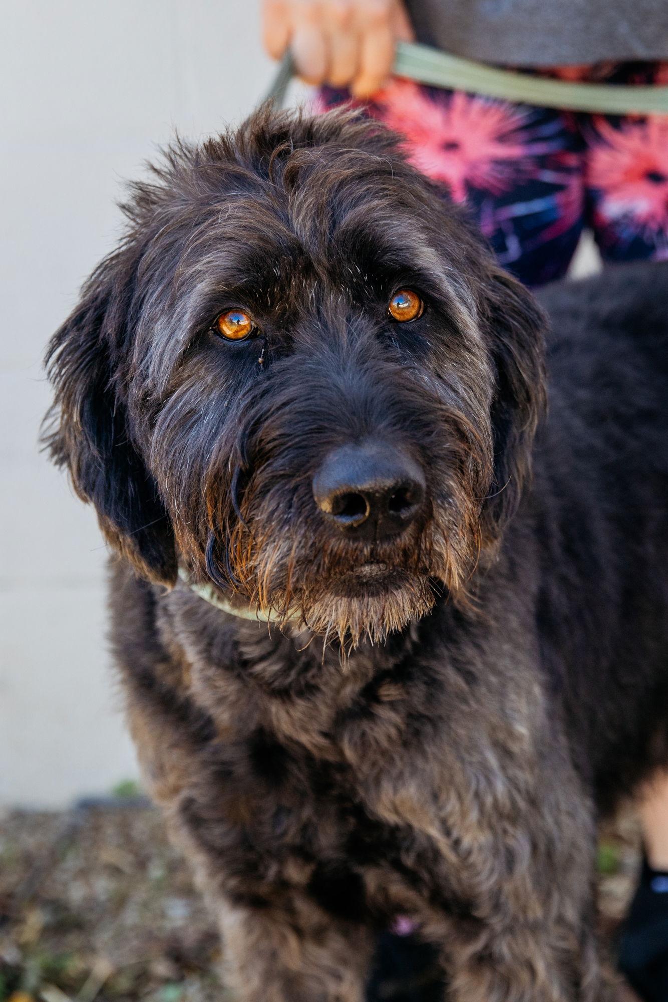 Enlarge Wendell, a Adoptable Poodle in Evergreen, CO image 2/3