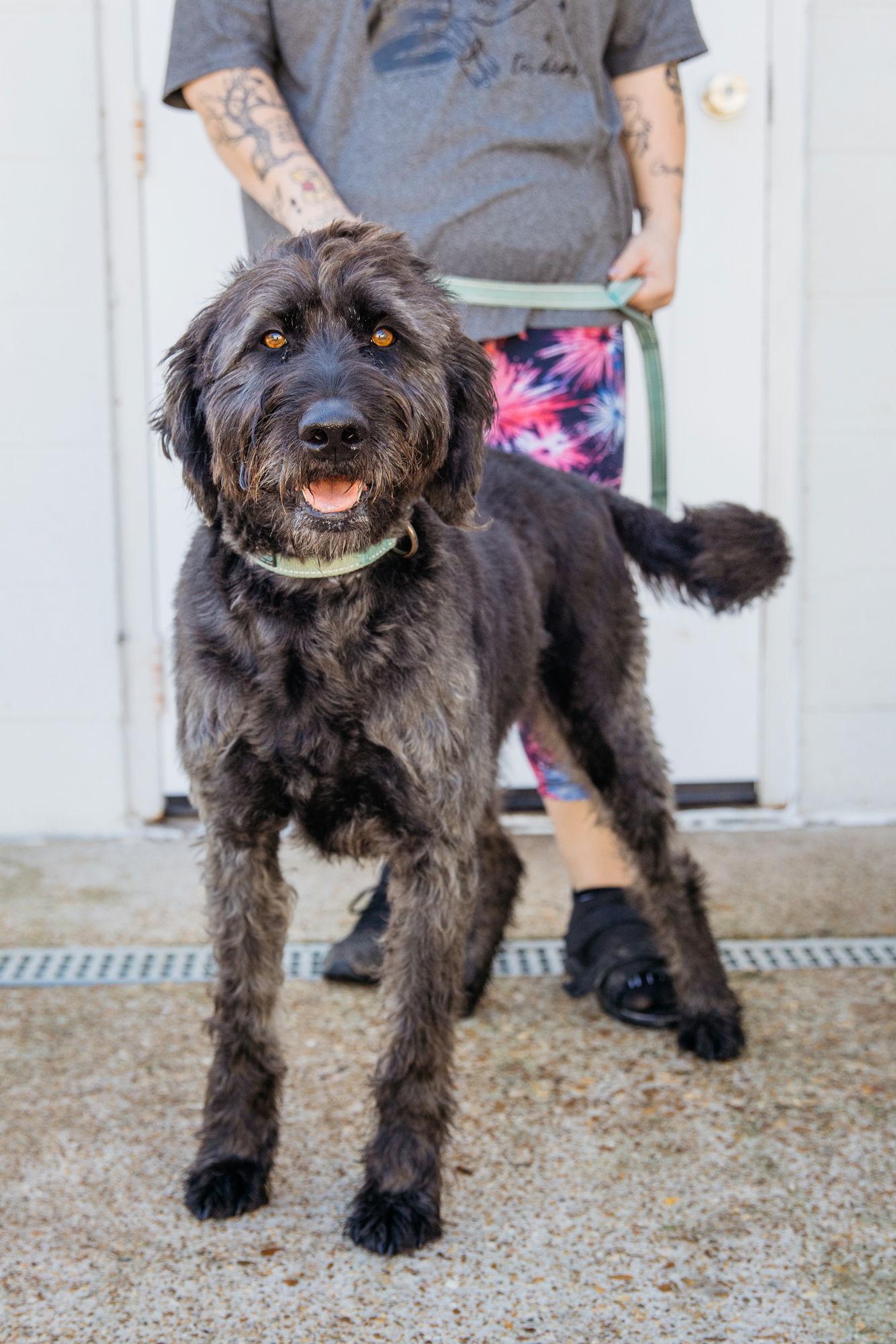 Enlarge Wendell, a Adoptable Poodle in Evergreen, CO image 3/3