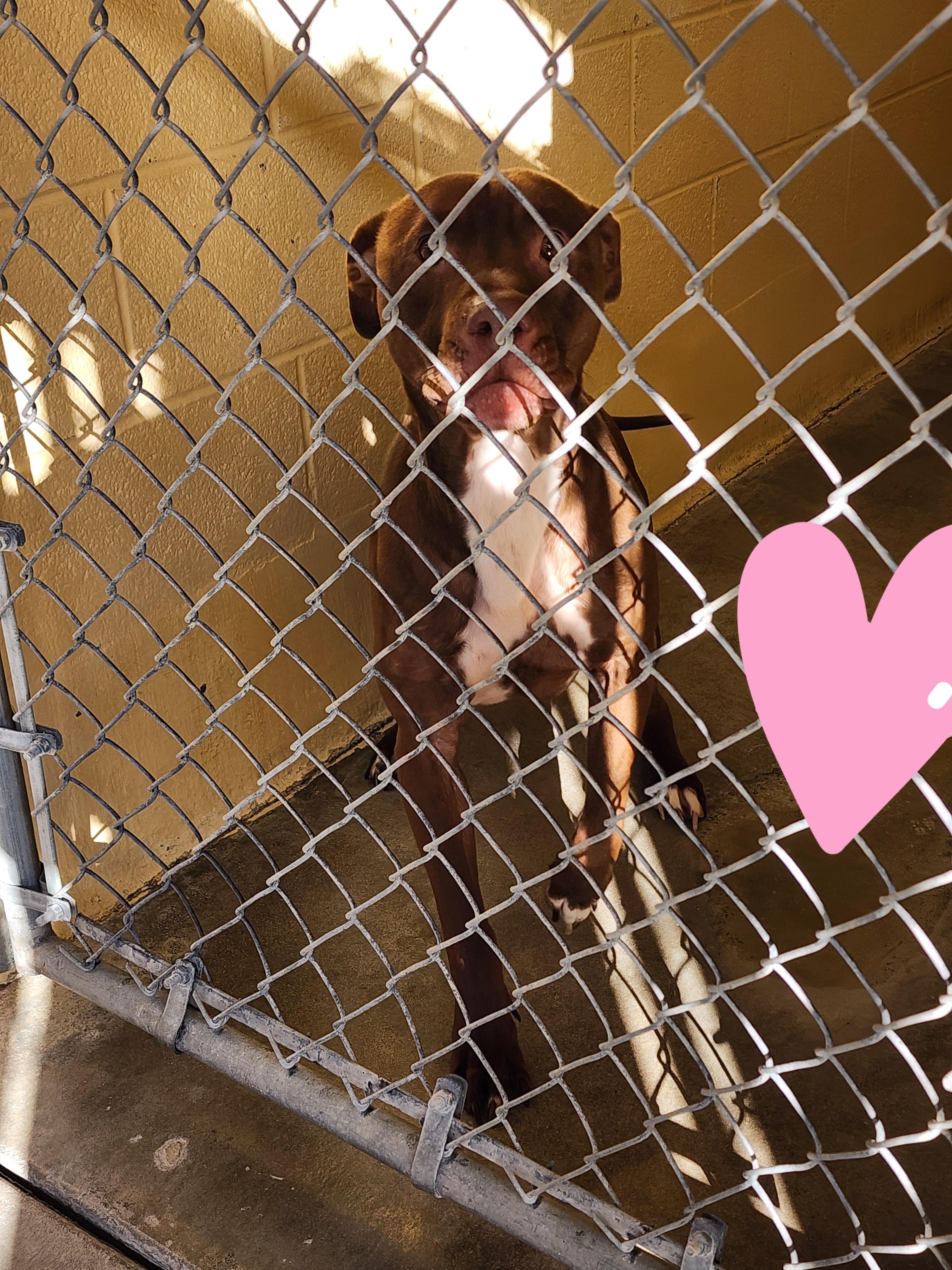 KC25-177, an adopted Pit Bull Terrier in Ridgecrest, CA image 2/2