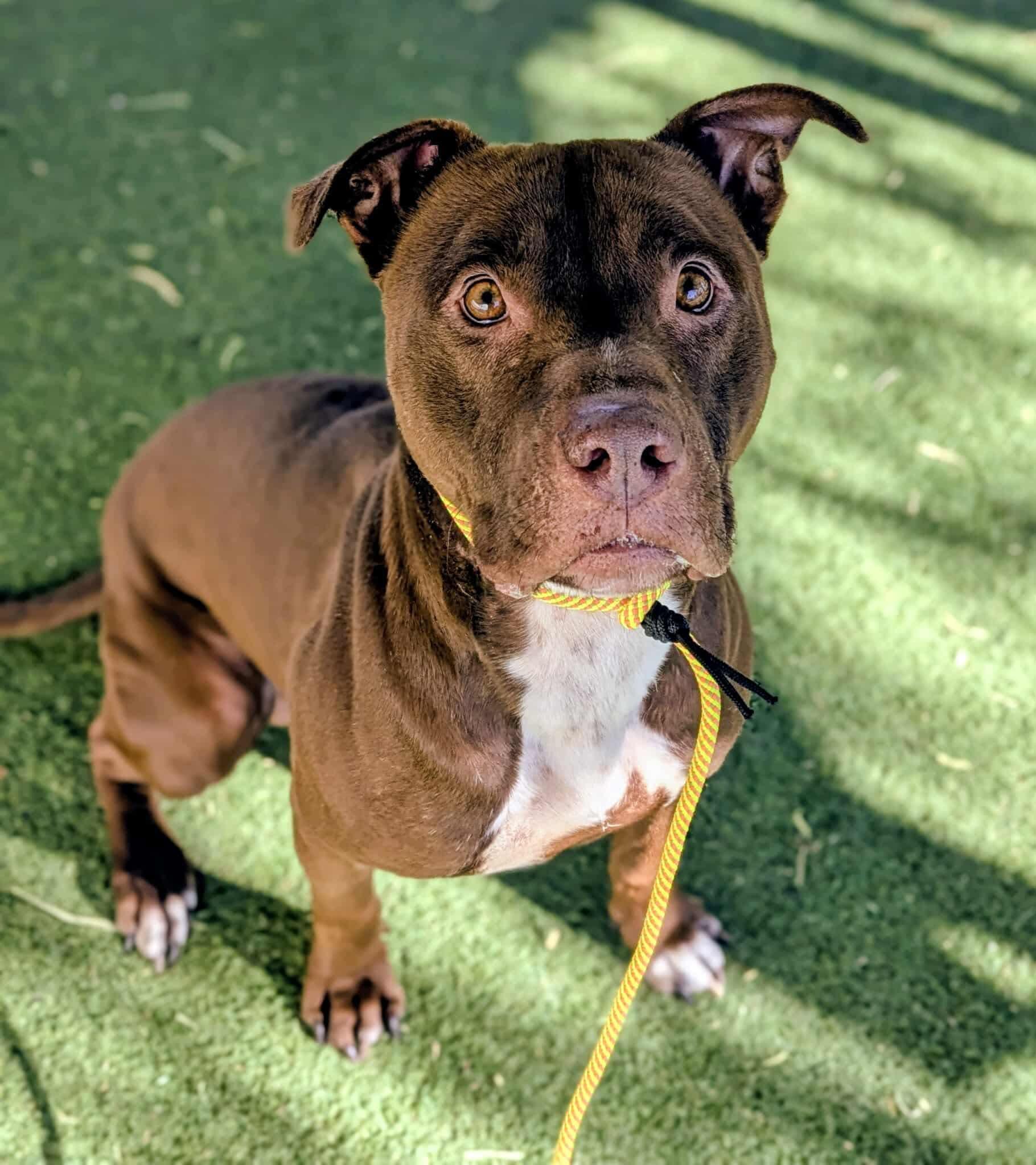 KC25-177, an adopted Pit Bull Terrier in Ridgecrest, CA image 1/2