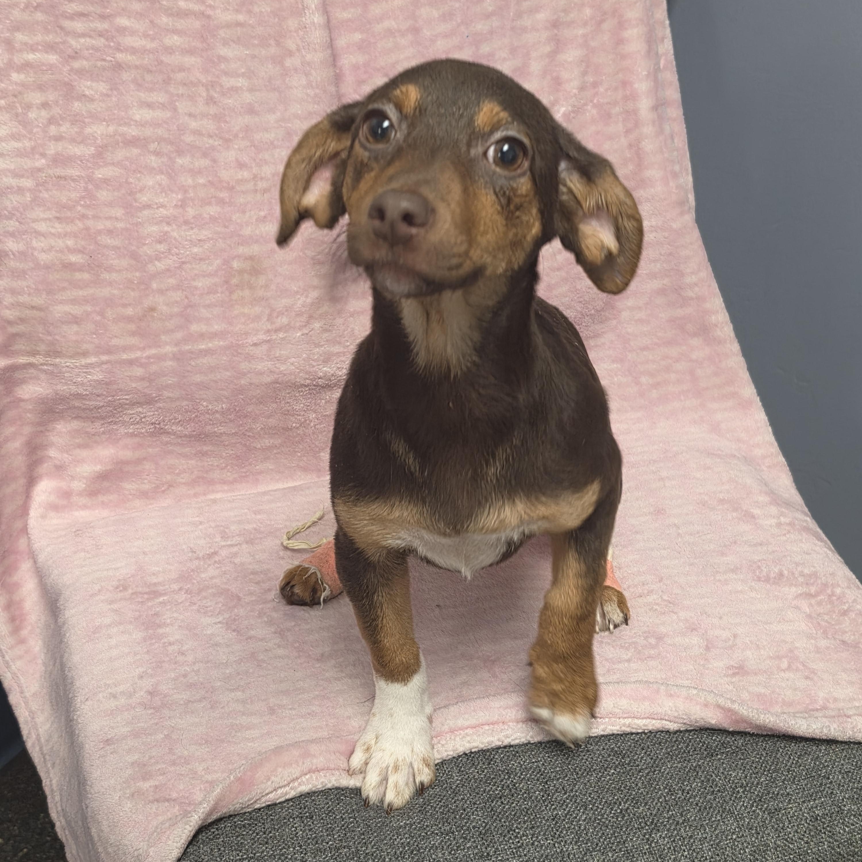 Enlarge Amy, a Adoptable mixed breed in Lacona, NY image 4/5