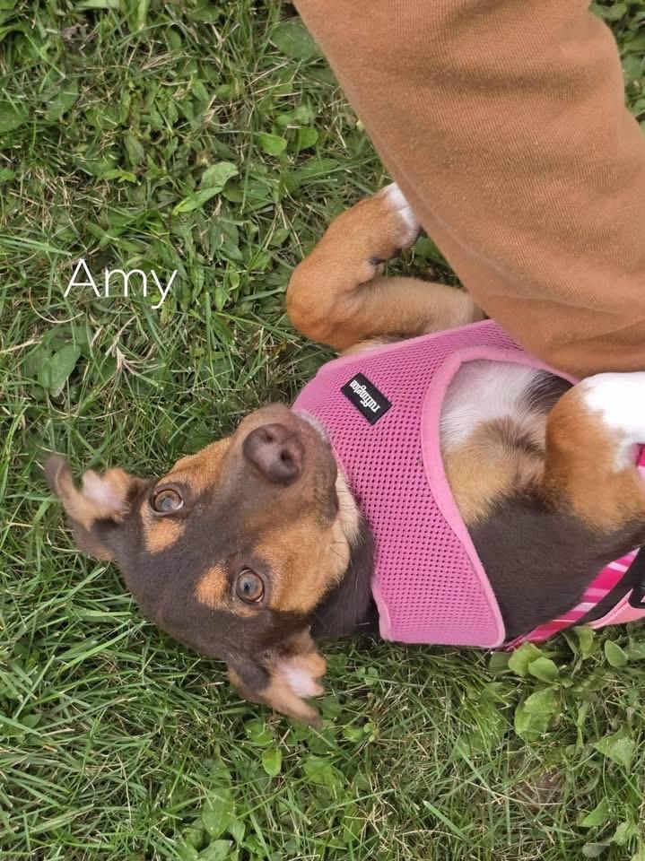 Enlarge Amy, a Adoptable mixed breed in Lacona, NY image 1/5