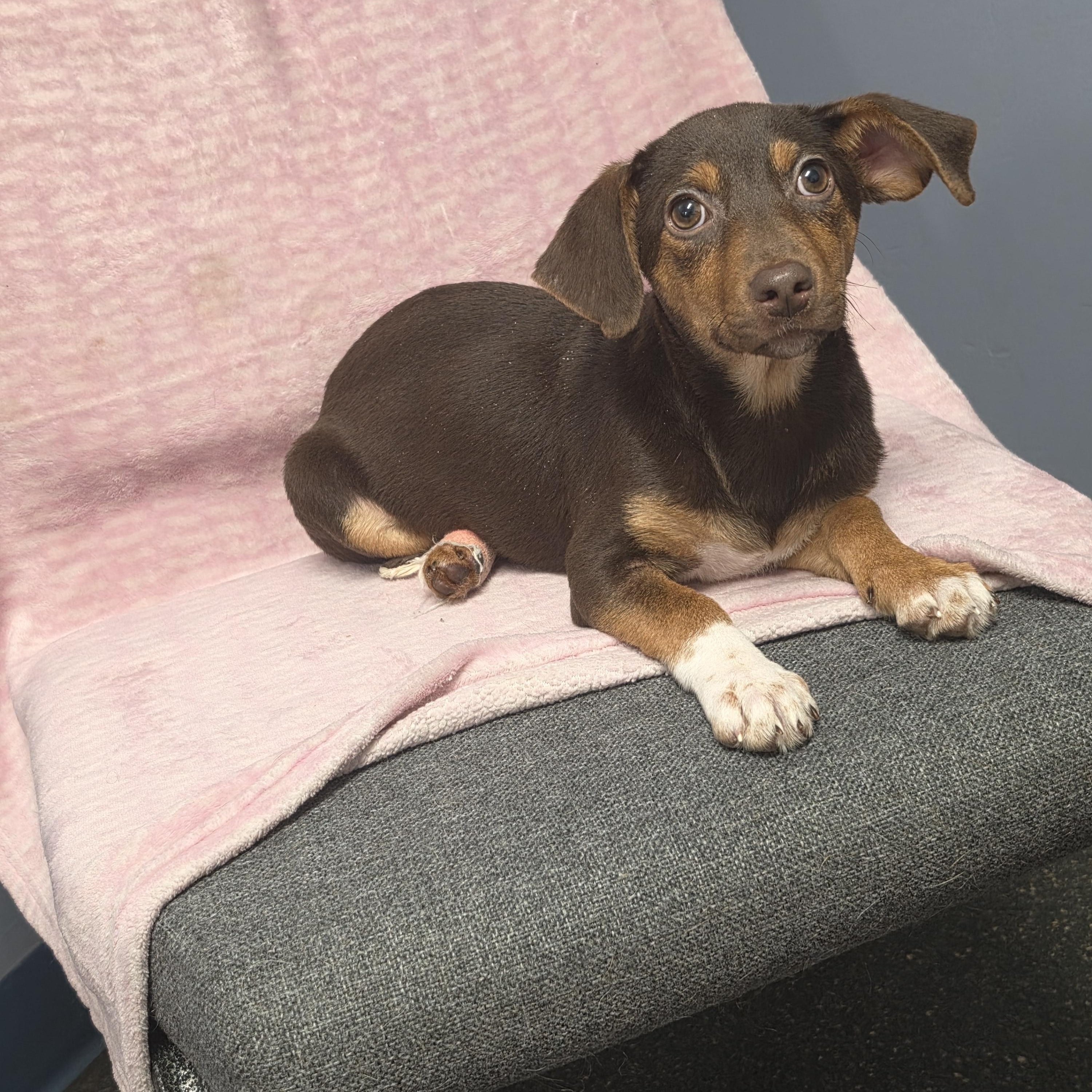 Enlarge Amy, a Adoptable mixed breed in Lacona, NY image 5/5