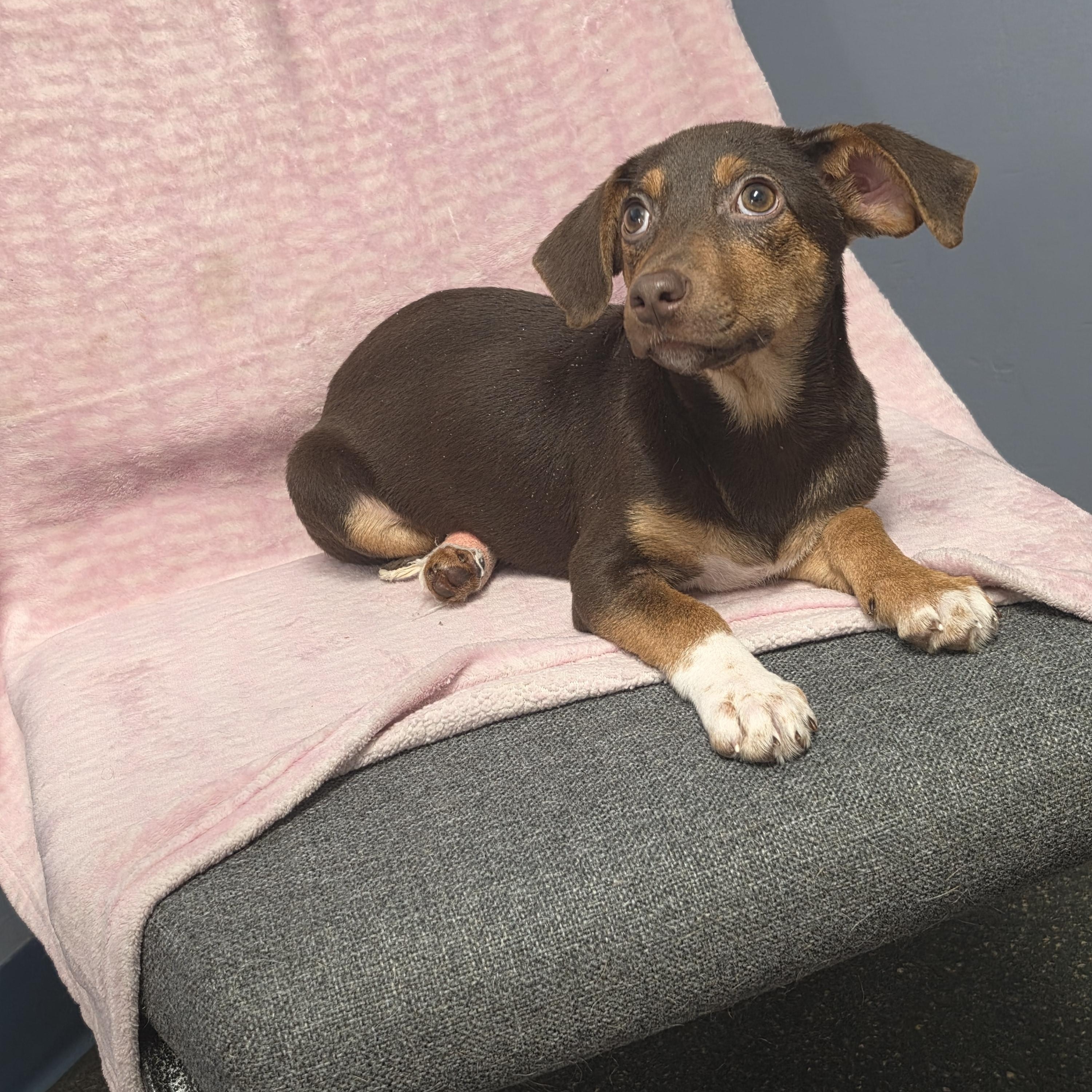 Enlarge Amy, a Adoptable mixed breed in Lacona, NY image 3/5