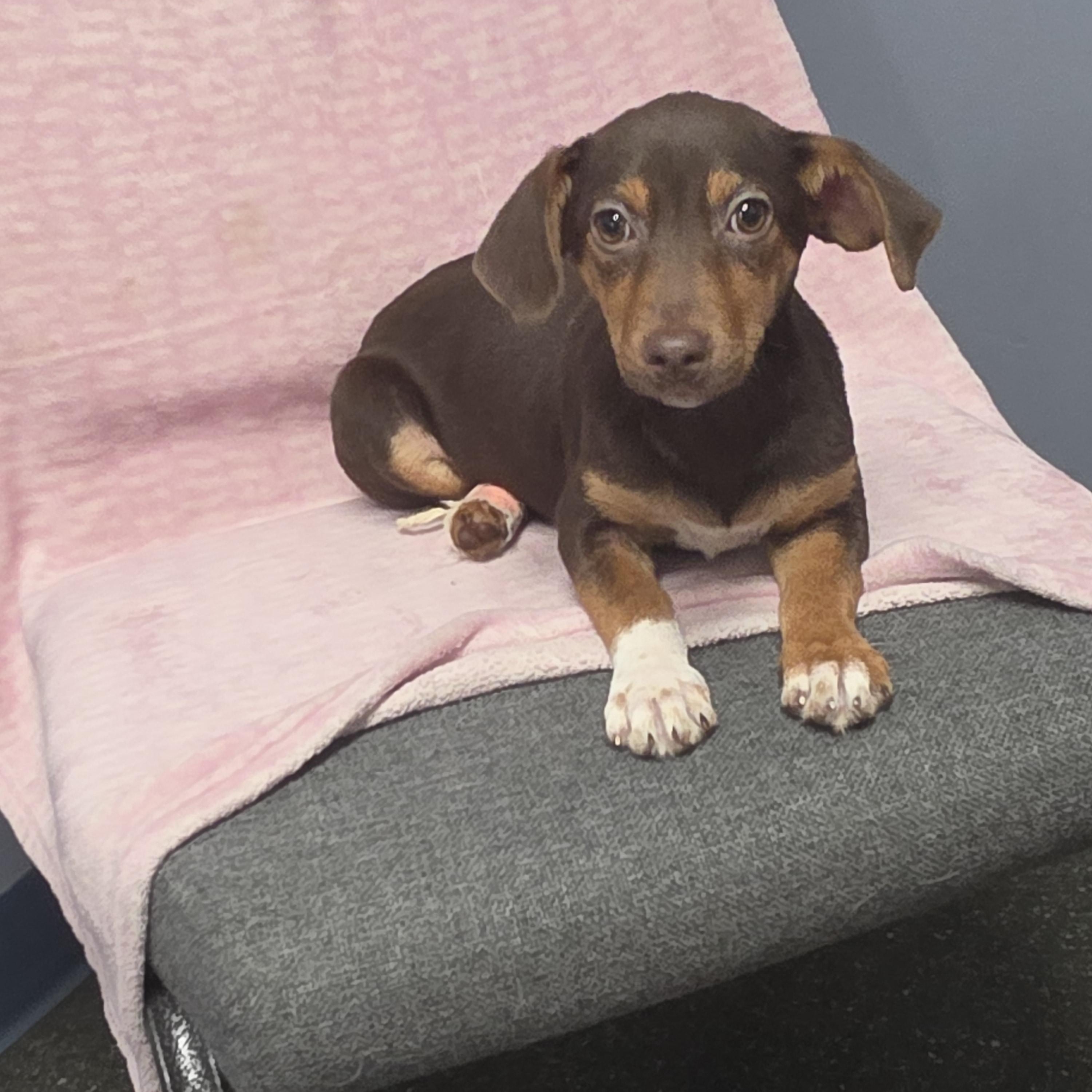 Enlarge Amy, a Adoptable mixed breed in Lacona, NY image 2/5