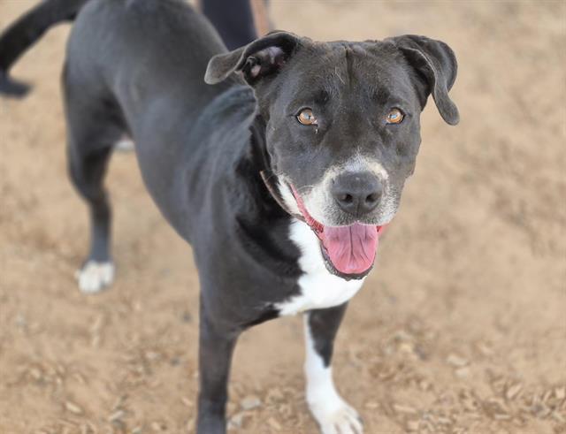 SOX, Adoptable, Young Female Pit Bull Terrier.
