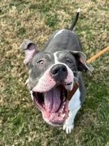 Lexa, a ADOPTABLE mixed breed in Denton, TX image 2/3