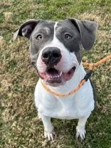 Lexa, a ADOPTABLE mixed breed in Denton, TX image 3/3