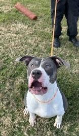 Lexa, ADOPTABLE, Adult Female Pit Bull Terrier.