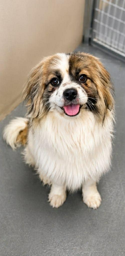 Betty Boop, a ADOPTABLE mixed breed in COEUR D ALENE, ID image 1/4