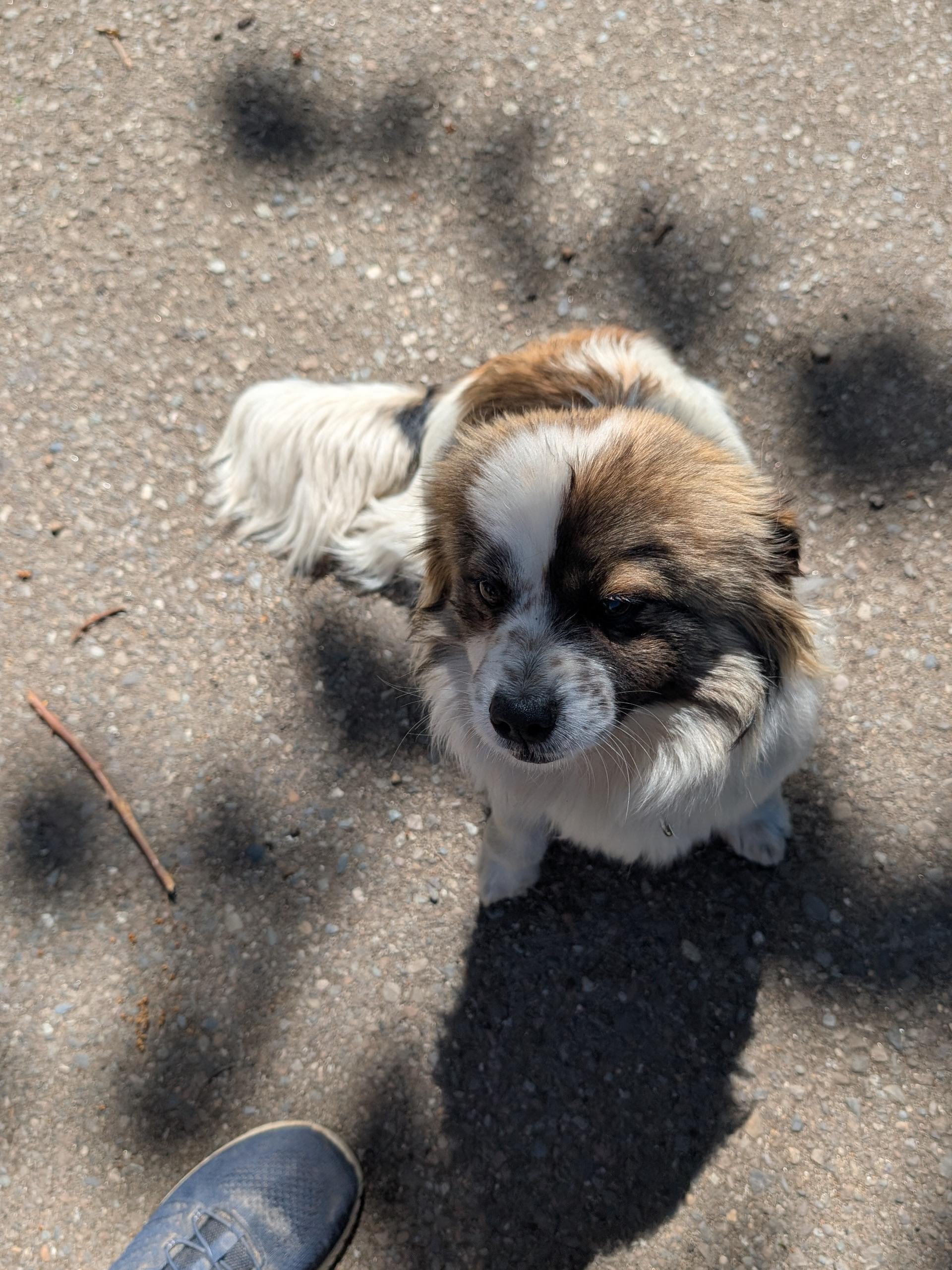 Betty Boop, a ADOPTABLE mixed breed in COEUR D ALENE, ID image 4/4