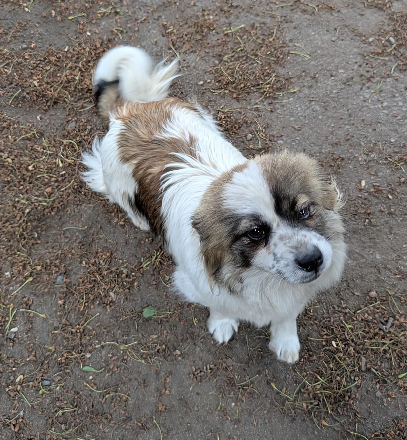 Betty Boop, a ADOPTABLE mixed breed in COEUR D ALENE, ID image 2/4