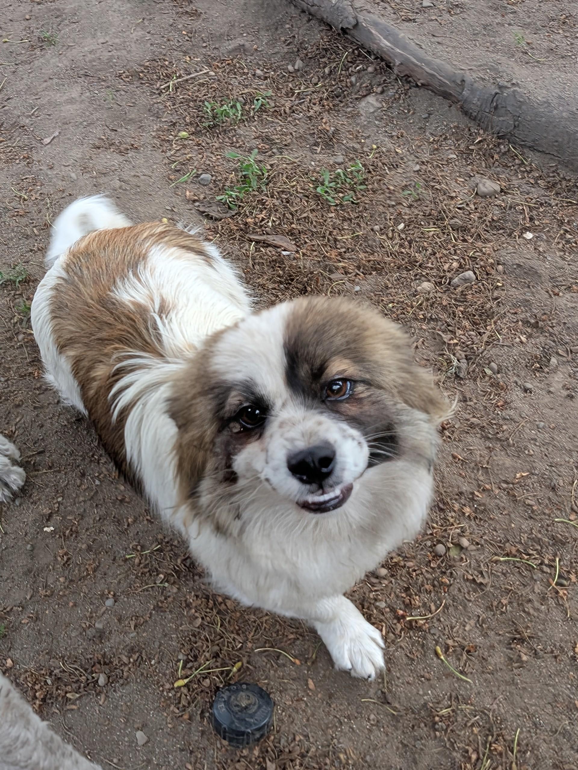 Betty Boop, a ADOPTABLE mixed breed in COEUR D ALENE, ID image 3/4
