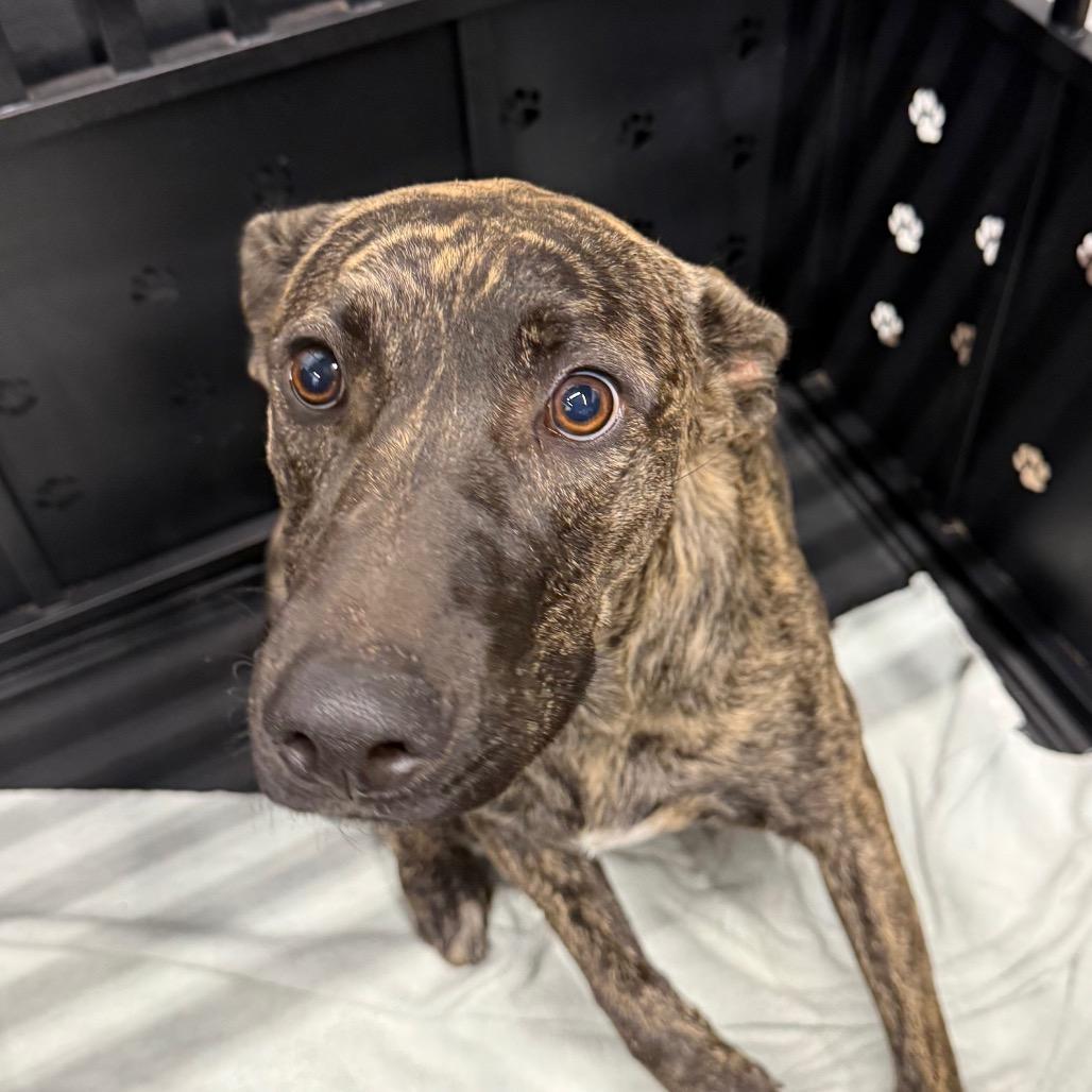 Maeve, Adoptable, Young Female Mountain Cur & Hound.
