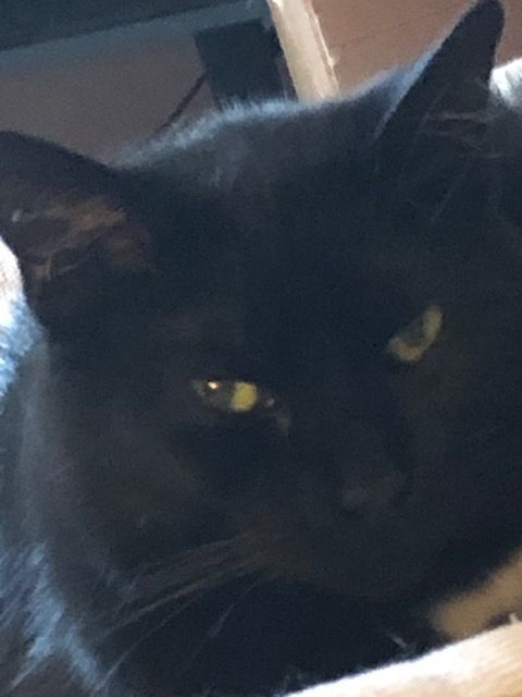 SPOT, Adoptable, Adult Female Domestic Medium Hair.