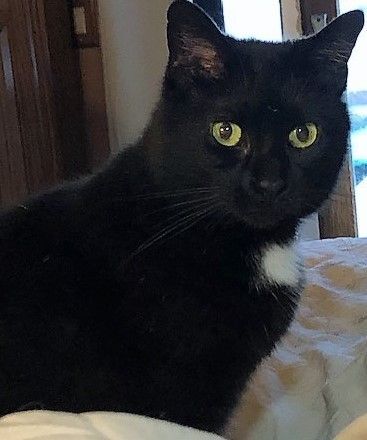 Enlarge SPOT, a Adoptable Domestic Medium Hair in Ludington, MI image 2/2