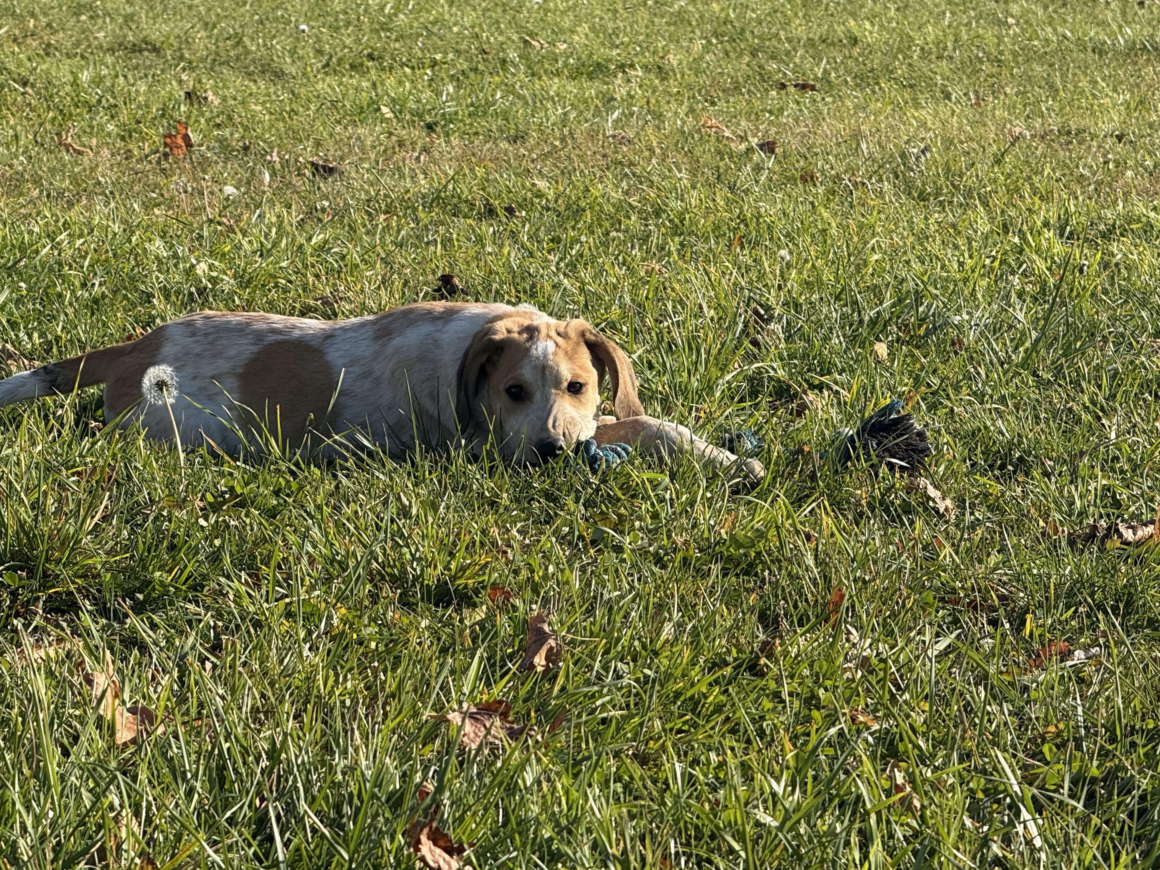 Nugget, Adoptable, Puppy Male English Setter & Beagle.