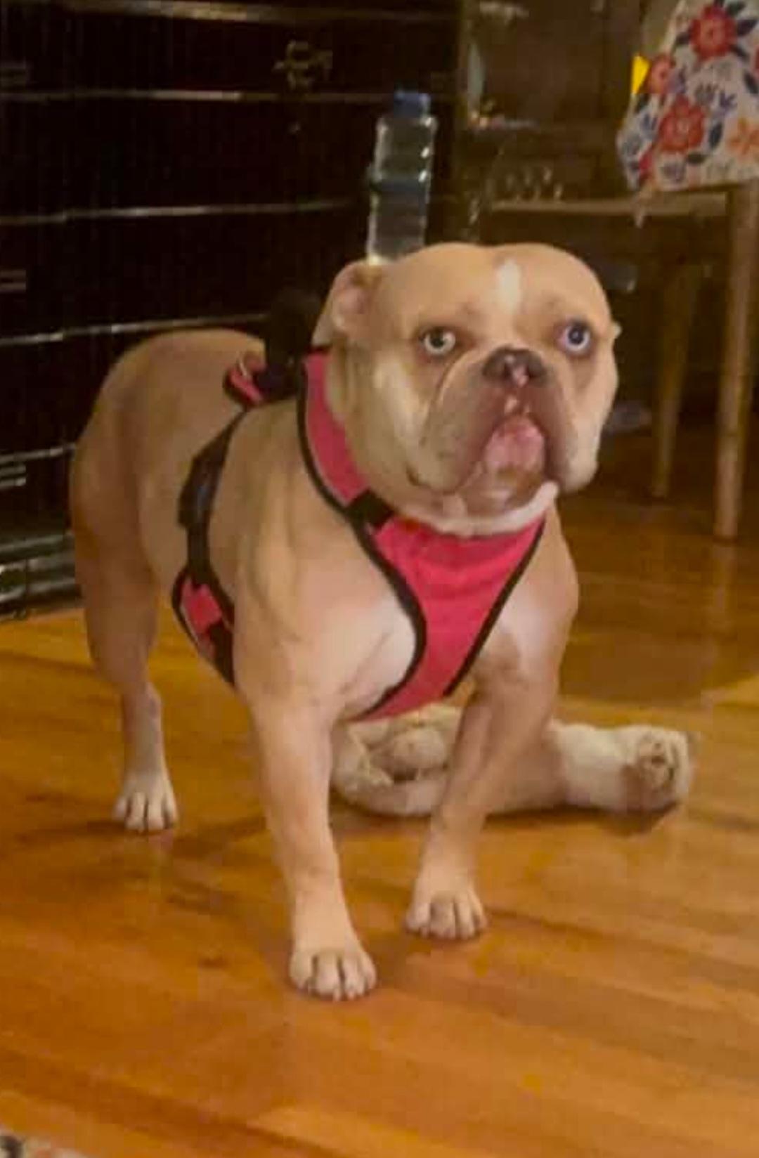 Hanover, Adoptable, Adult Female English Bulldog.