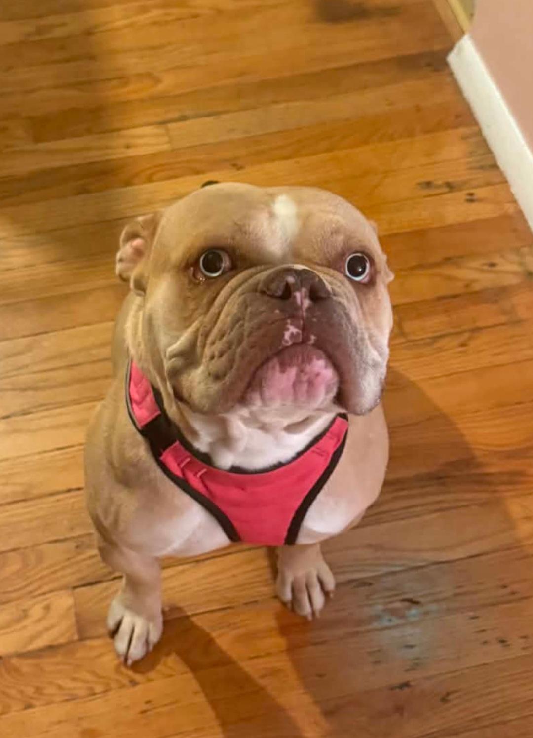 Enlarge Hanover, a Adoptable English Bulldog in merrillville, IN image 2/4