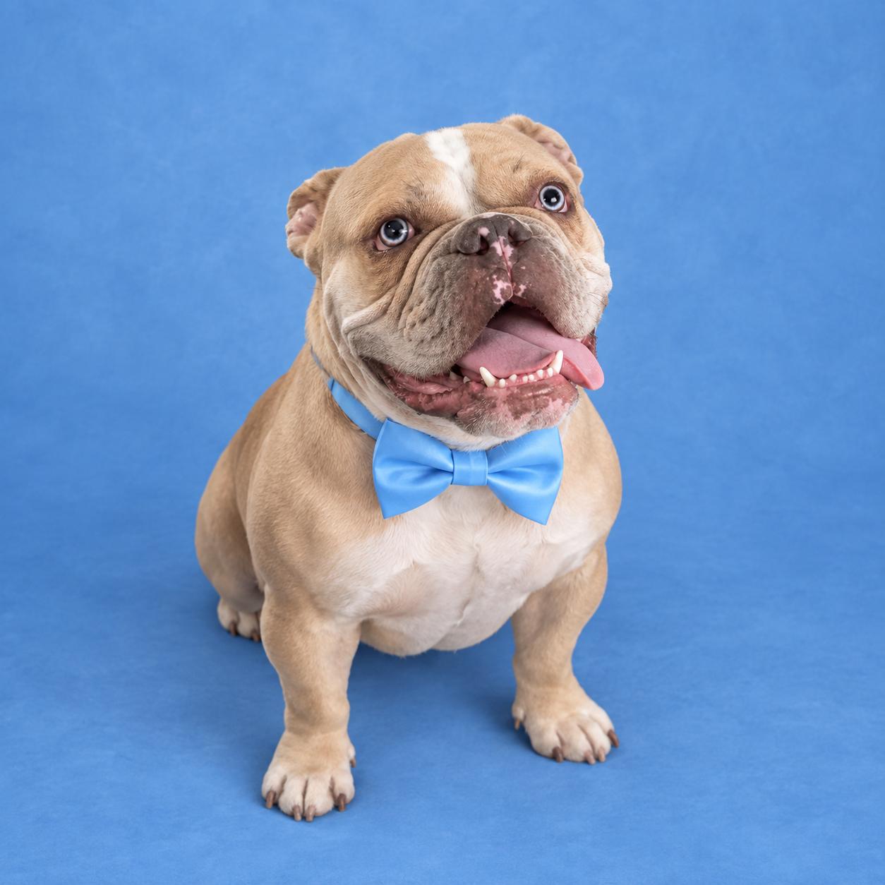 Enlarge Hanover, a Adoptable English Bulldog in merrillville, IN image 3/4