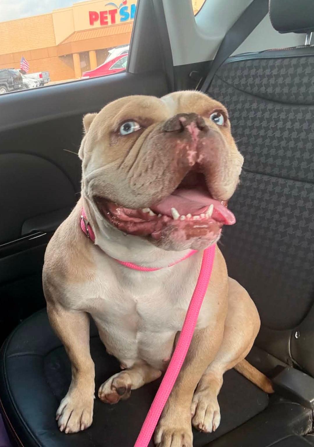 Enlarge Hanover, a Adoptable English Bulldog in merrillville, IN image 4/4
