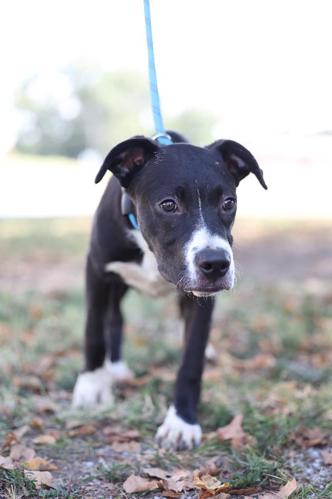 Enlarge Courage, a Adoptable mixed breed in Dyersburg, TN image 1/3