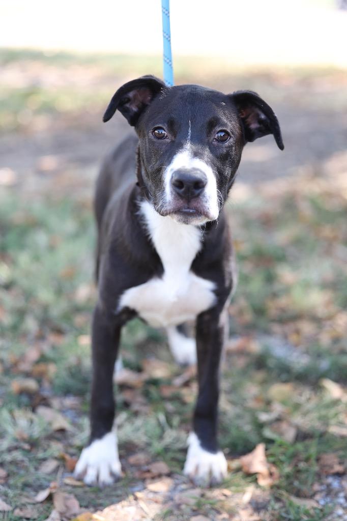 Enlarge Courage, a Adoptable mixed breed in Dyersburg, TN image 2/3