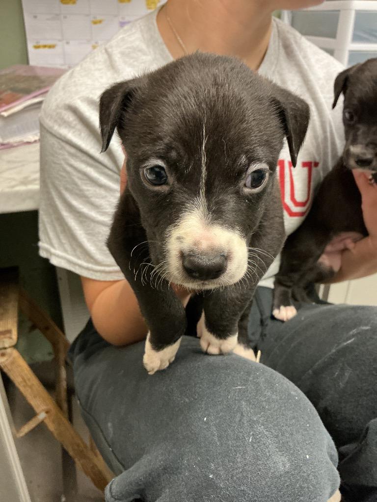 Enlarge Courage, a Adoptable mixed breed in Dyersburg, TN image 3/3