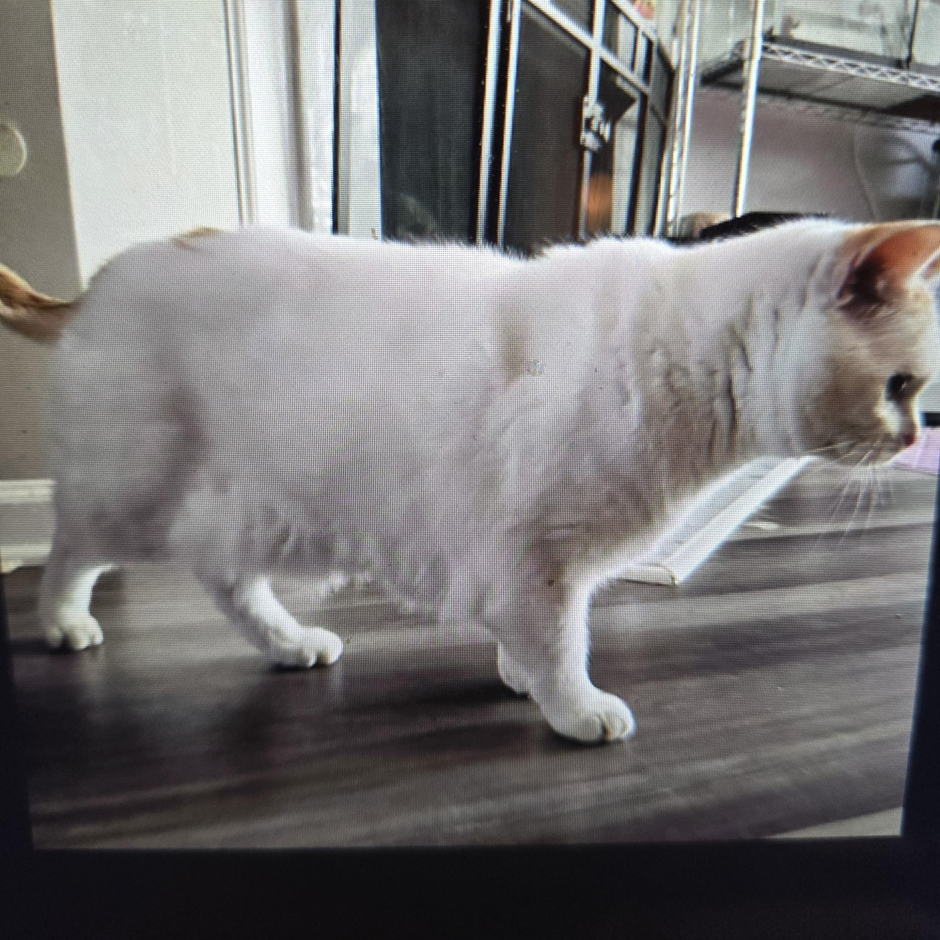 Will, an adoptable Munchkin in Charlotte, NC, 28226 | Photo Image 1