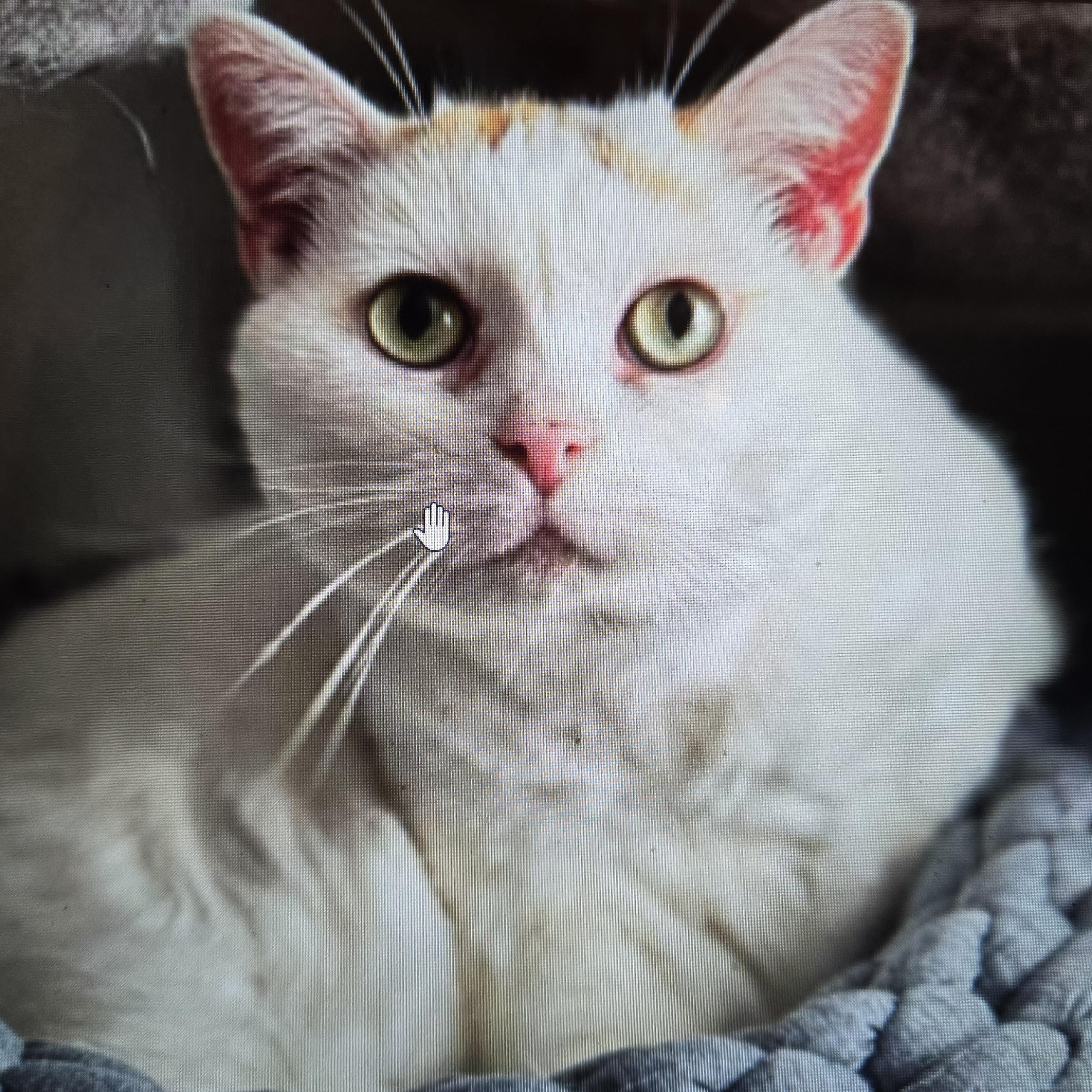 Will, Adoptable, Adult Male Munchkin.