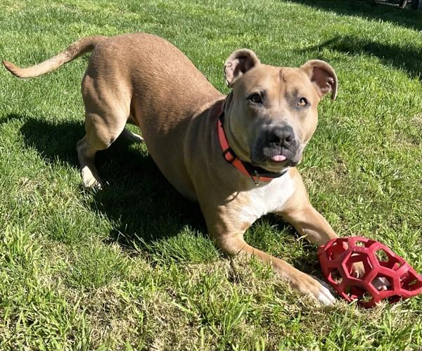 Enlarge Burrito, a Adoptable mixed breed in Dublin, CA image 1/6