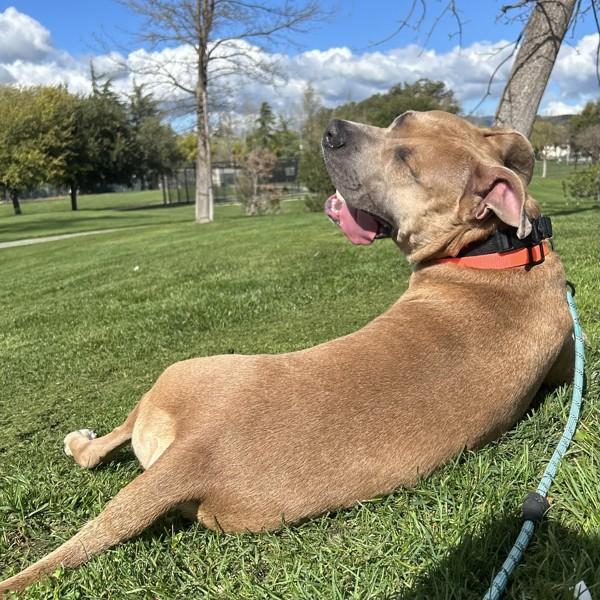 Enlarge Burrito, a Adoptable mixed breed in Dublin, CA image 5/6