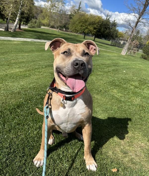 Enlarge Burrito, a Adoptable mixed breed in Dublin, CA image 6/6