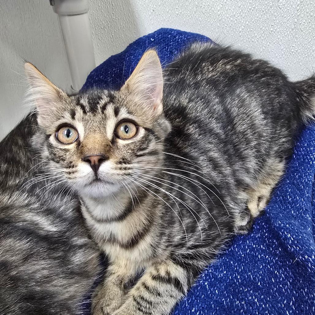 Shiloh, Adoptable, Kitten Male Domestic Medium Hair.