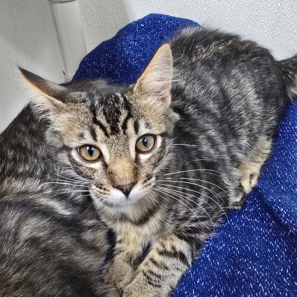 Enlarge Shiloh, a Adoptable Domestic Medium Hair in Fort Bragg, CA image 2/2